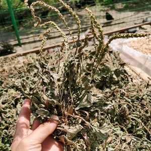 野生车前草全株250克车前子草农家自己晾晒新货蛤蟆叶干草车前籽