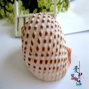大螺壳