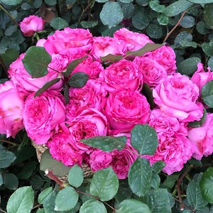 大花浓香仙王座月季切花直立抗病多季节开花阳台庭院盆栽绿植花卉