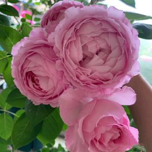 推荐灌木切花月季伊芙马蒂诺风琴大花浓香直立阳台庭院盆栽玫瑰苗