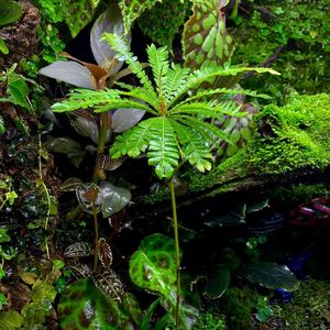 感应草biophytum sensitivum酢浆科热带雨林缸植物ins风造景热卖