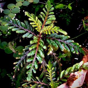 羽裂水蓑衣山崎桂养定水上叶盆栽热带雨林鱼缸邻水坨草可水生热卖