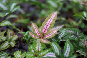 三色凤尾蕨 热卖蕨类室内盆栽绿植热带雨林缸底层植物造景喜阴