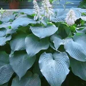 大叶蓝玉簪 高60至80蓝绿色波浪状叶 多年生宿根喜阴观叶花卉植物