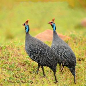半斤脱温珍珠鸡大苗纯种半大珍珠棉鸡苗活体小鸡活苗小鸡仔青年鸡