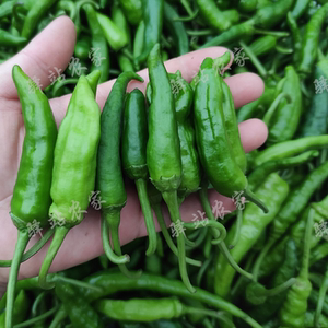 重庆四川农家新鲜本地土辣椒薄皮小辣椒土海椒呛口辣椒嫩青辣椒蔬