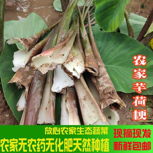 重庆四川农家新鲜芋头杆食用蔬菜水芋荷叶梗现摘芋儿紫色杆泡酸菜