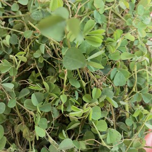 三点金正宗三点青野外 新鲜三脚虎500g中草药现采 三叶莲人字草