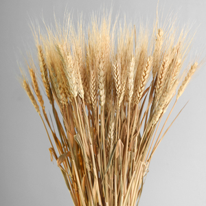 原色天然麦子麦穗一束价 拍照摄影道具 家居装饰品花艺 拍摄道具