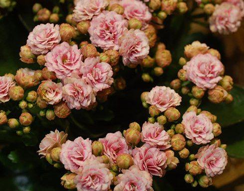 爱米园艺长寿花苗重瓣盆栽绿植花卉花苗华丽女神系列赫尔利 贺莉