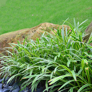 玉龙草矮麦冬草