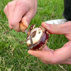 马蹄去皮刀 专削 削皮去皮 荸荠马蹄刀 刨刀 蔬菜水果 刀实用方便