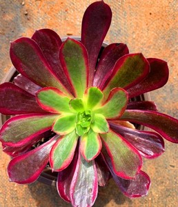 小轩家 赤霞飞老桩法师办公桌多肉植物阳台绿植一物一拍盆栽美观