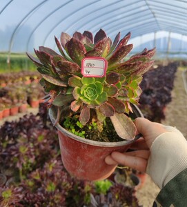 小轩家 万圣节黄锦法师 趣味手捧花多肉阳台盆栽基地发一物一拍