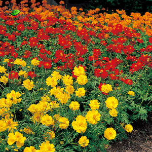 gc56硫华菊/宁夏小蚂蚁一年生矮生花卉种子黄波斯菊试播装约100粒