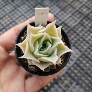 一物一拍拉古娜多肉 新手多肉 精养多肉一物一拍