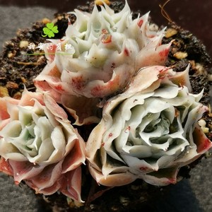 多肉植物 蓝丝绒 拉古娜 皱叶冰边丝绒 丝绒玫瑰 一物一拍