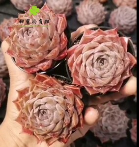 海滨格瑞多肉 海琳娜 多肉 精养 韩系海琳娜 多肉植物一物一拍