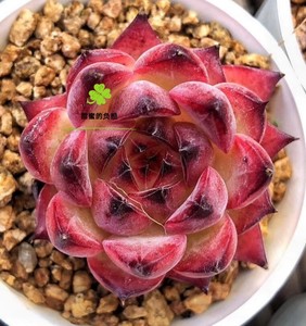 火之柱/篝火 东云系容易红控养多肉植物人气一物一拍