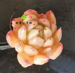 东云杂 血鹰樱拉塞尔圣诞富贵指杂交东云 一物一拍多肉植物