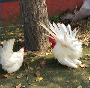 矮脚鸡蛋1枚泰国小体观赏鸡宠物鸡帝王白受精种蛋孵化买10送2包邮