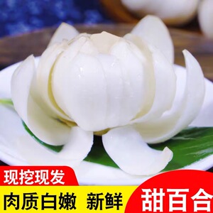 甘肃兰州特产现挖新鲜食用百合9年生双头皇包邮非干货