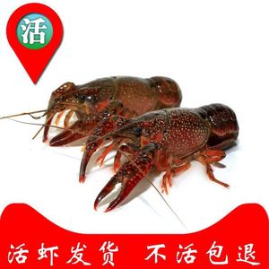 鲜活小龙虾 5-7钱 5斤，死亡包赔。