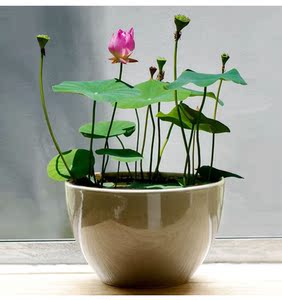 鲜花盆栽水里养的花水莲花盆景水养植物室内好养无土睡莲水培植物