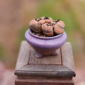 生石花4年老桩盆景多肉老桩大蘑菇控养桌面植物绿植精品