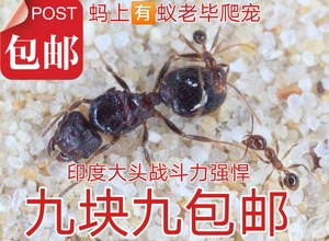 800人付款淘宝中华四节大头蚁大型大头蚁宠物蚂蚁蚂蚁活体 大兵蚁蚂蚁