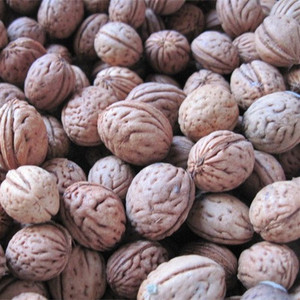 野生脑纹山桃核8元/斤毛桃核装充颈椎枕头原料5斤包邮送核桃