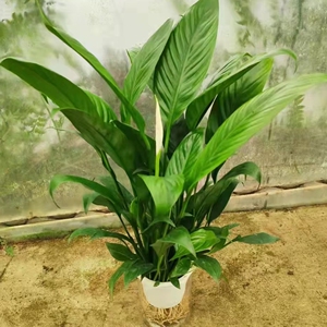 净化空气,吸甲醛,家中,办公必选植物