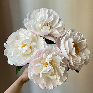 玛丽迟粉池粉金鱼大福哥雨雪梨寺庙凯瑟琳娜那重瓣芍药新鲜切花