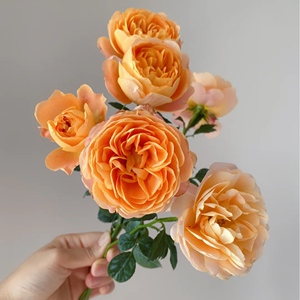 金辉国王日橙狂欢果汁阳台梦幻芭比惊艳黄色泡泡多头玫瑰新鲜切花