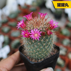 猩猩丸实生仙人球趣味开花红花新手组合仙人掌多肉桌面防辐射盆栽