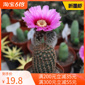 折墨虾实生仙人球稀有开大花虾属仙人掌多肉植物桌面防辐射小盆栽