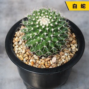 白蛇 实生仙人球大颗趣味开花硬刺乳突球属好养活桌面防辐射盆栽