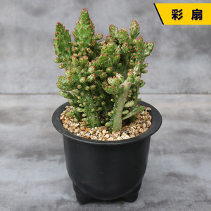 彩扇仙人掌 招财树锦趣味自然锦开花多肉植物办公室防辐射小盆栽