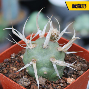 武藏野纸刺团扇仙人球 稀有软刺不扎手仙人掌多肉植物观赏小盆栽