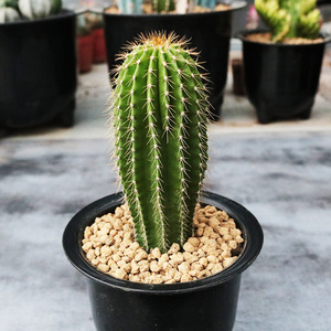 大凤龙仙人柱大型开花仙人掌多肉植物室内防辐射桌面创意小盆栽