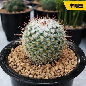 丰明玉实生仙人球趣味勾刺乳突球属开花红花仙人掌室内防辐射盆栽