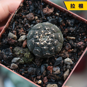 稀有实生拉根仙人球进口裸萼球属稀缺趣味小球趴刺不扎手开花盆栽