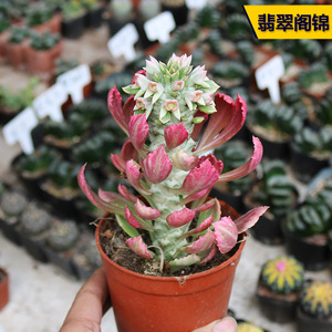 花田舍 将军阁锦多头老桩多肉植物 翡翠阁锦群生大颗花卉小盆栽