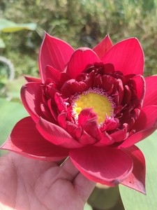 墨红.中大型观赏荷花.碗莲 碗莲 水培 盆栽