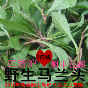 新鲜野菜马兰头