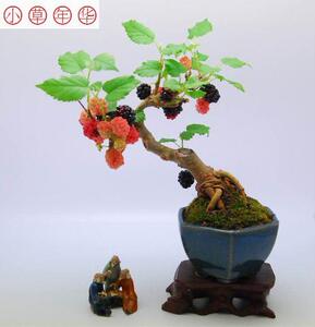 台湾姬桑果 日本小叶桑葚 小树盆栽 微型盆景 花果小品素材