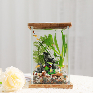 008人付款淘宝生态微景观鱼缸桌面创意小鱼缸真水草假山易打理孑孓