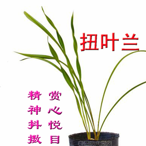 扭叶兰花苗奇草扭草艺草扭曲奇特花卉植物盆栽看图实拍包邮