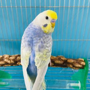 活体风水鸟小虎皮雨衣鹦鹉小型会说话的宠物小鸟可繁殖网红宠物