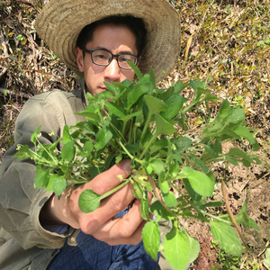 离尘本草养生淘宝中药材野生 匍伏堇 附脓白 抽脓白 秋脓白 秋浓白